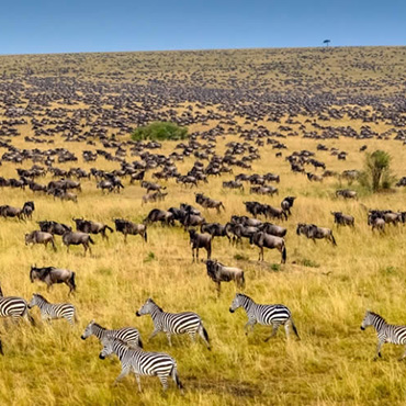 Day 1: Nairobi to Samburu National Reserve
After an early breakfast, depart from Nairobi