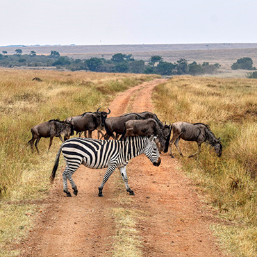 Day 1: Nairobi to Masai Mara National Reserve
After a sumptuous breakfast at your hotel,