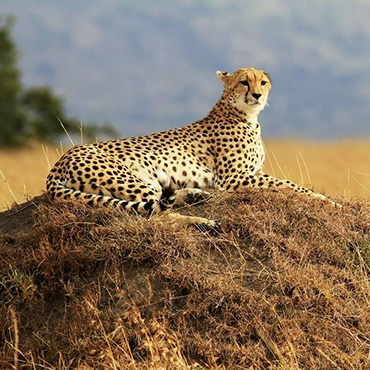 Day 1: Nairobi to Masai Mara National Reserve
After a hearty breakfast at the hotel, you will